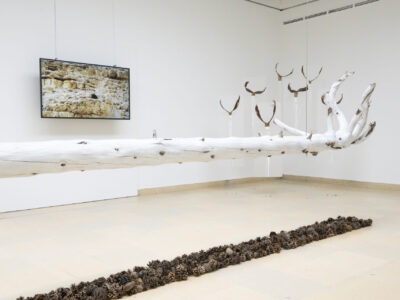 Exhibition View The Secret Life Of Plants And Trees Hori Izhaki Kunstpavillon 2024. Photo Daniel Jarosch53