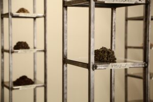 Foto Ausstellung mit Metallregalen, auf den Metallböden liegen dunkelbraune Kerne in Häufen