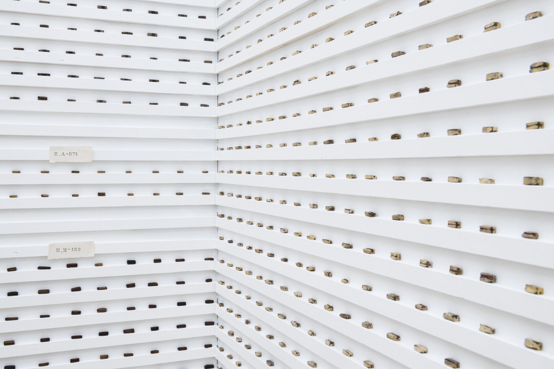 Foto Ausstellung mit Reihen aus weißen Leisten darauf liegen gefeilte Dattelkernen