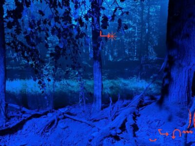 Olia Sosnovskaya, Białowieża Forest (song), 2026